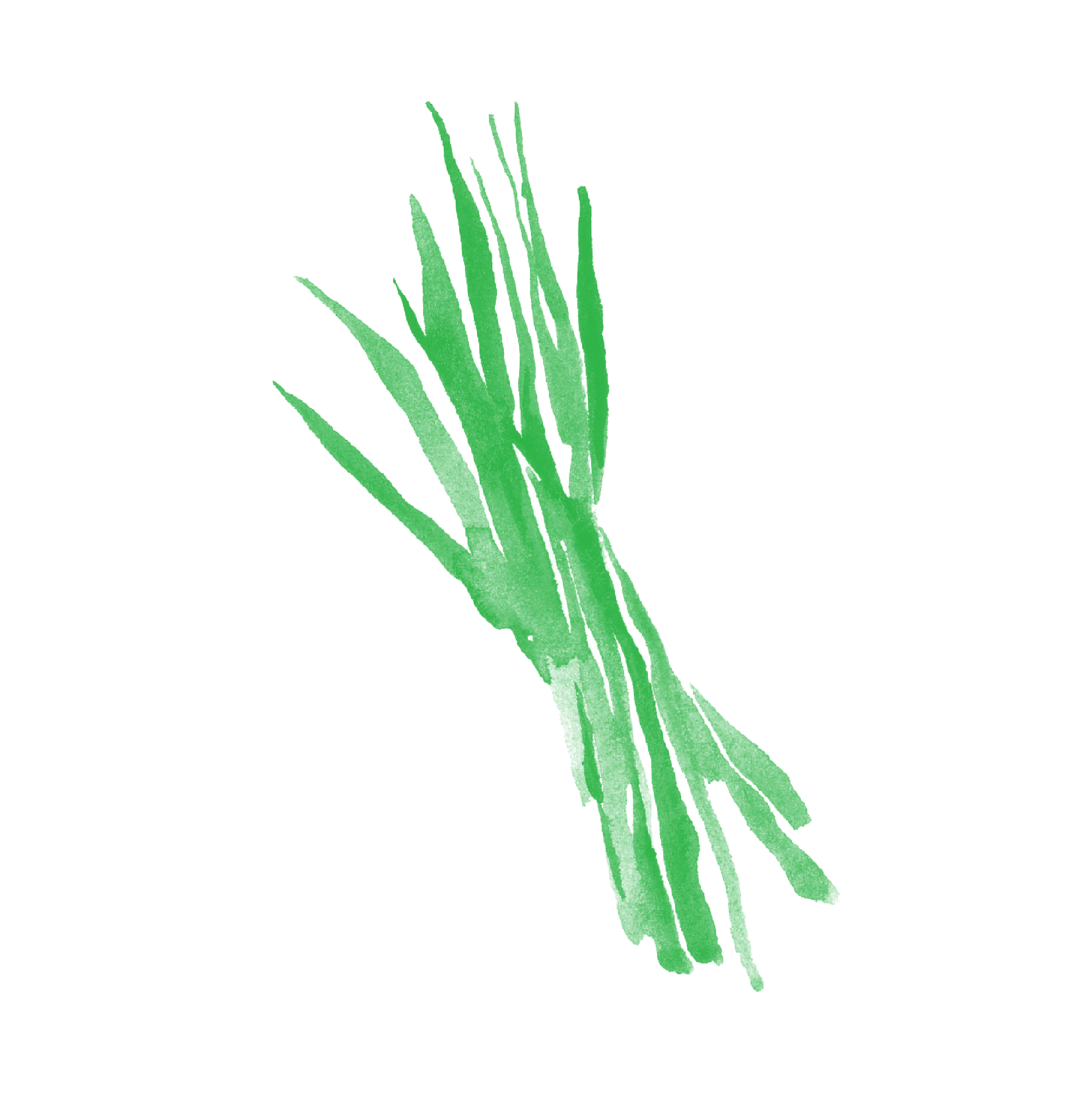 「原料シリーズ 小麦若葉について」