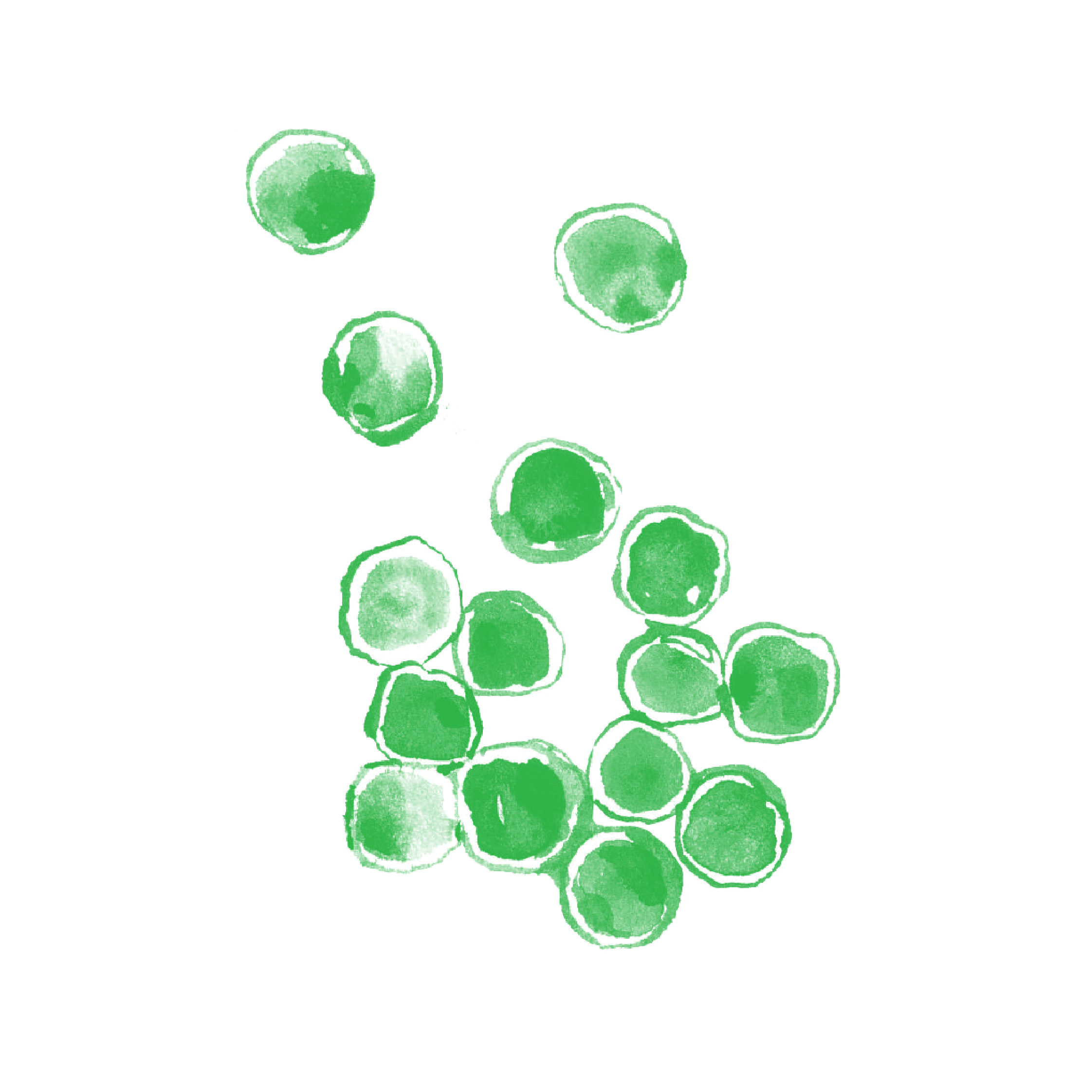 「原料シリーズ クロレラについて」