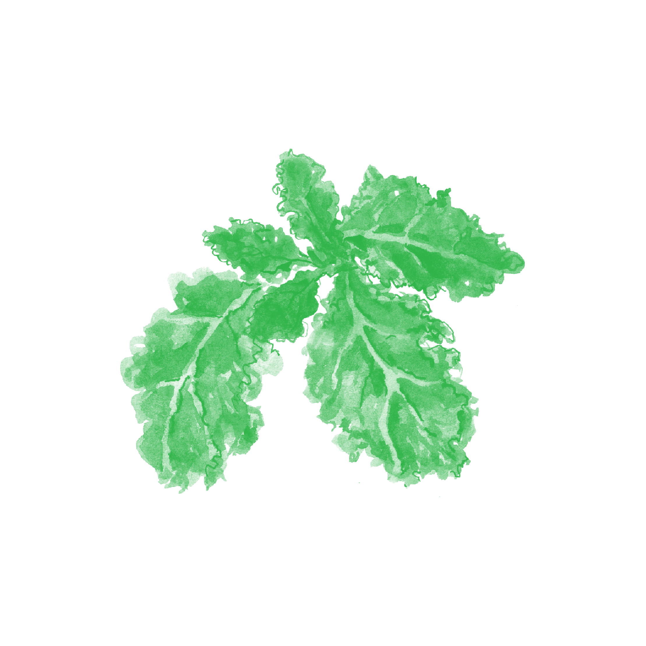 「原料シリーズ ケールについて」