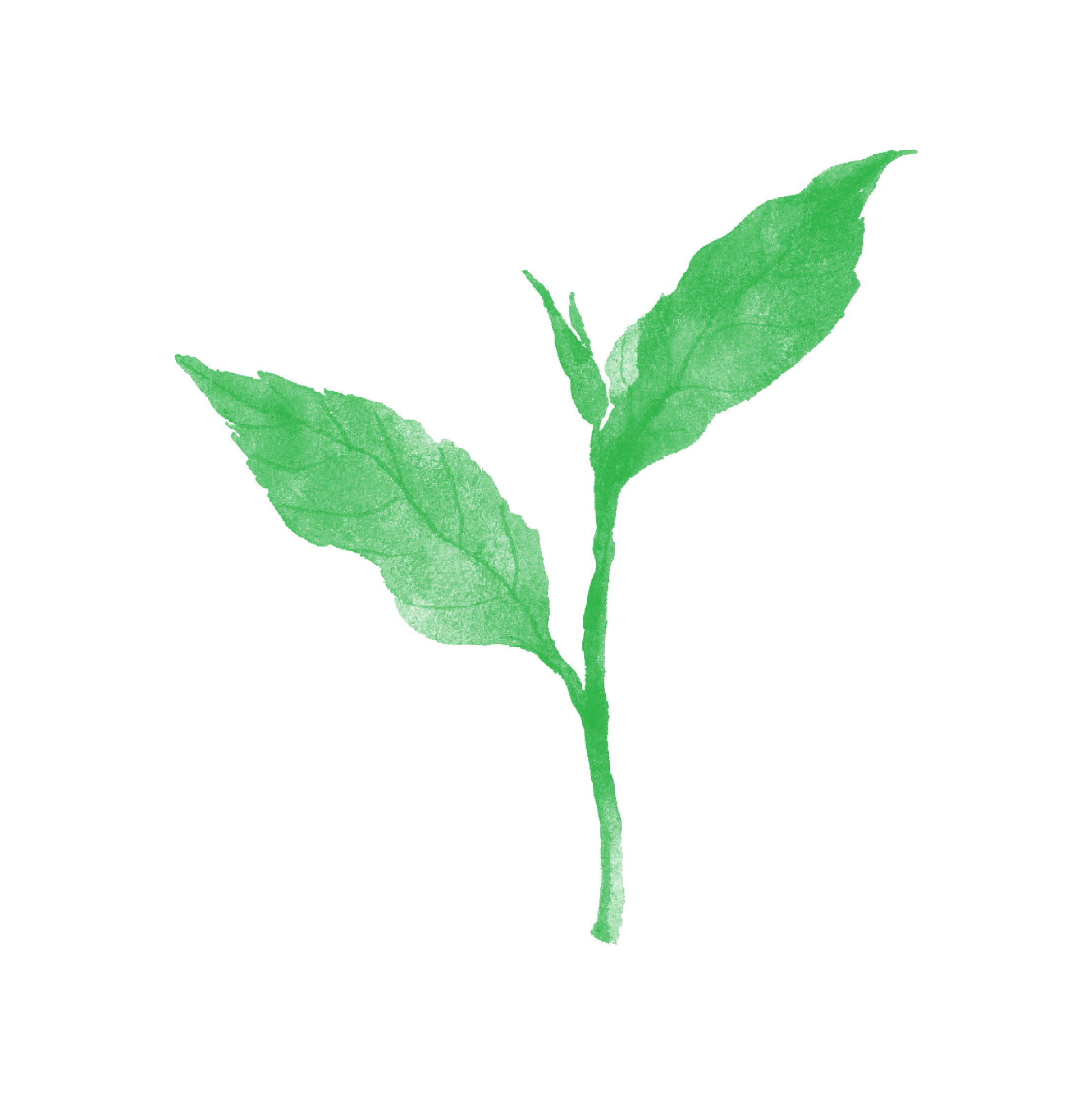 「原料シリーズ 緑茶について」