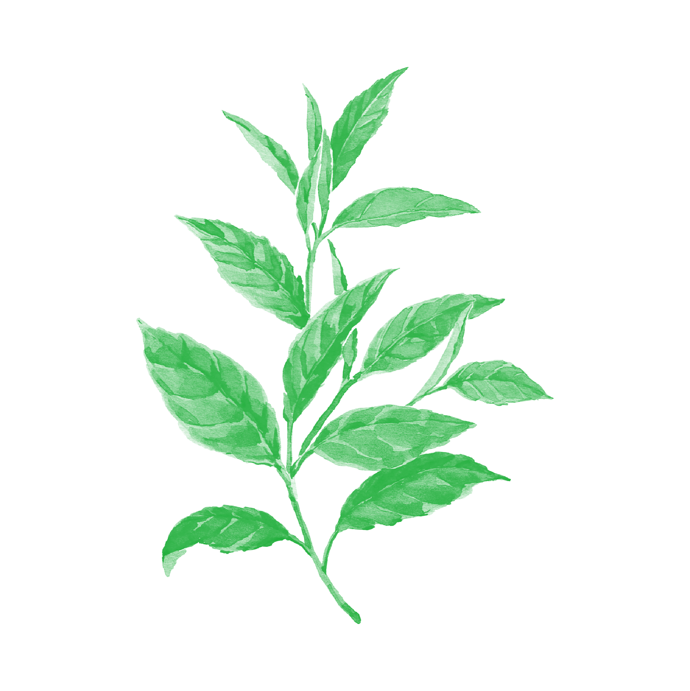 「原料シリーズ　抹茶について」